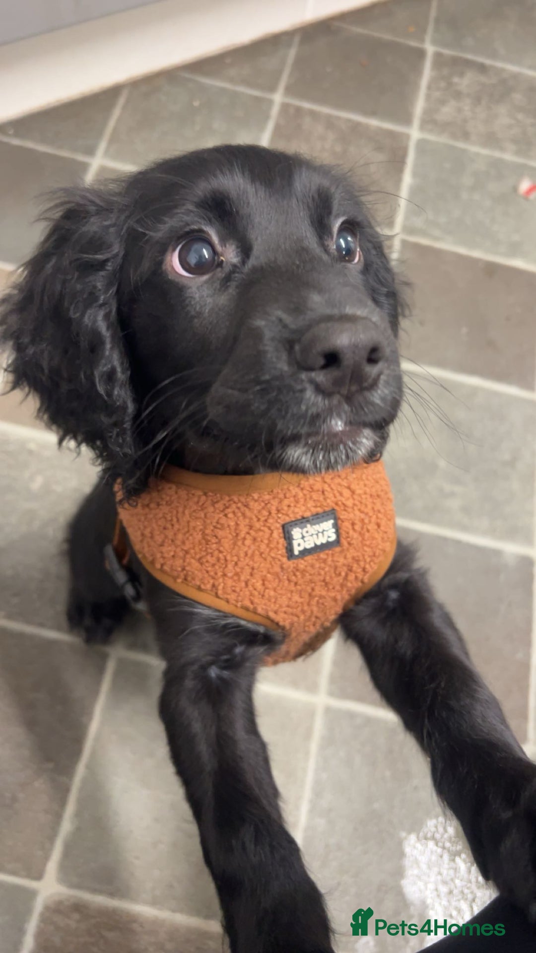 Cocker Spaniel dogs for sale: Male cocker spaniel - Advert 1