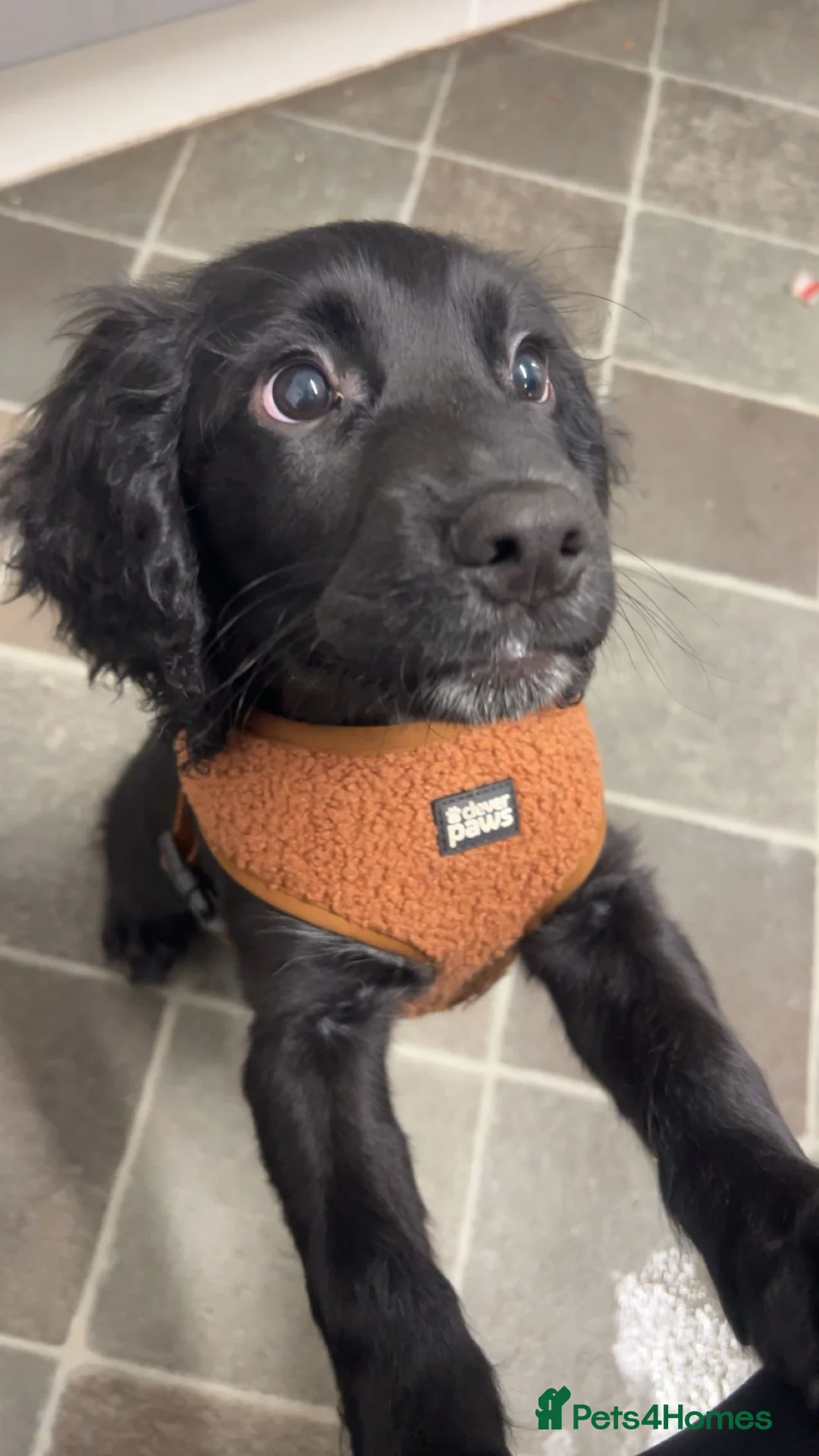 Cocker Spaniel dogs for sale: Male cocker spaniel - Advert 1