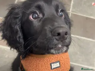 Cocker Spaniel dogs Male cocker spaniel - Advert 12