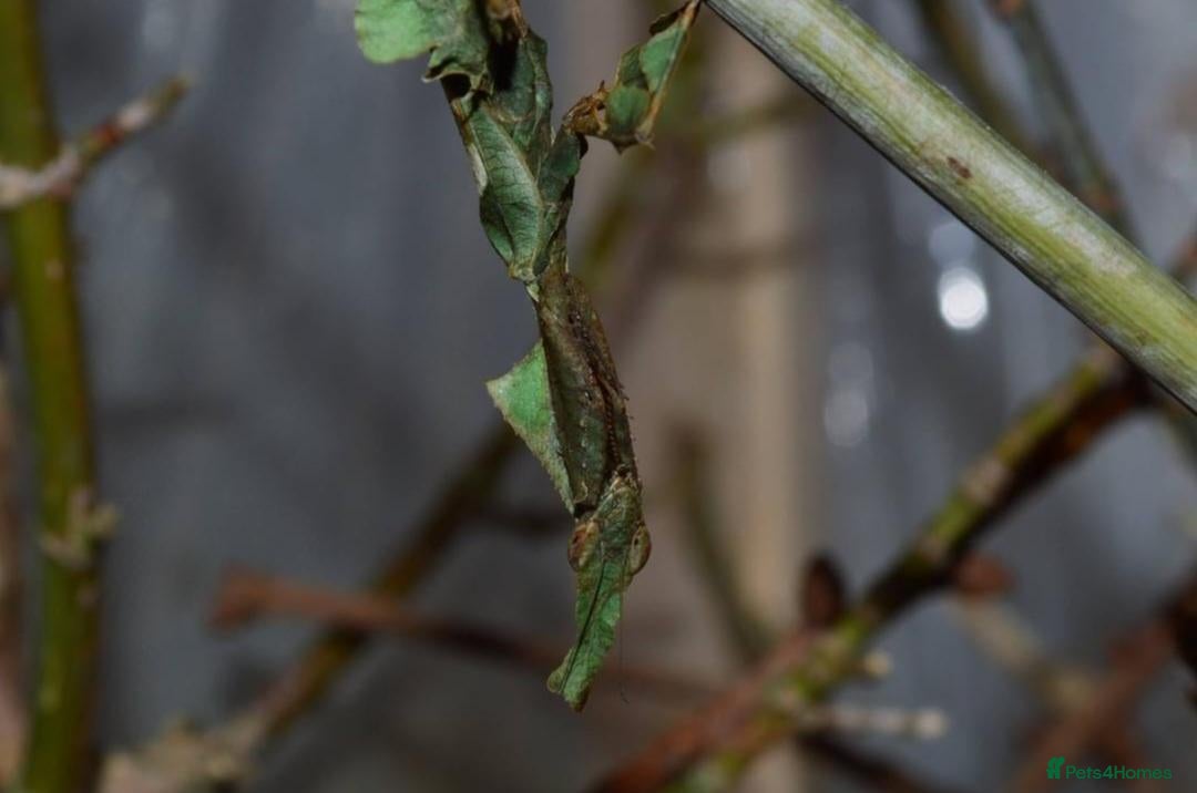 Praying Mantis invertebrates Ghost Mantis (P.paradoxa) ootheca - Advert 1