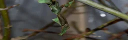 Praying Mantis invertebrates for sale: Ghost Mantis (P.paradoxa) ootheca - Advert 1