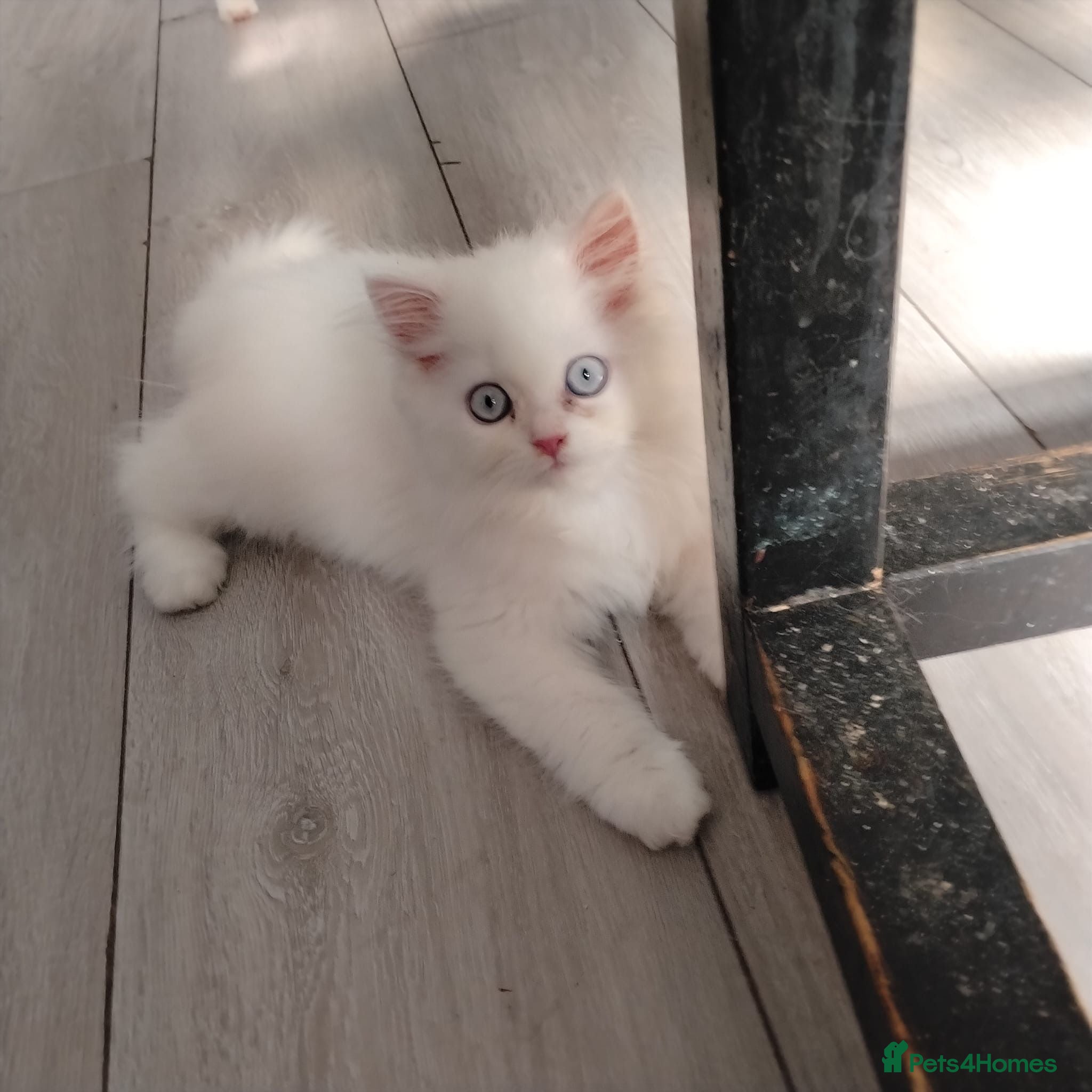 Persian cats Persian kittens for sale - blue eye beauty  - Advert 1