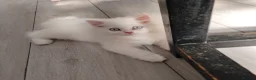 Persian cats for sale: Persian kittens for sale - blue eye beauty  - Advert 1