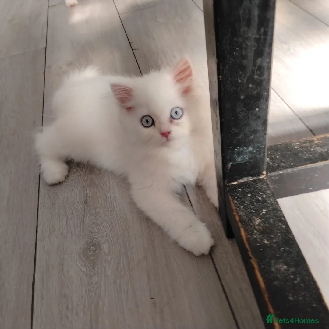 Persian cats for sale: Persian kittens for sale - blue eye beauty  - Advert 1