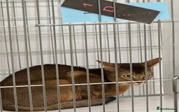 Abyssinian cats for stud: Stud Abyssinian TICA Registered in Corby - Image 11