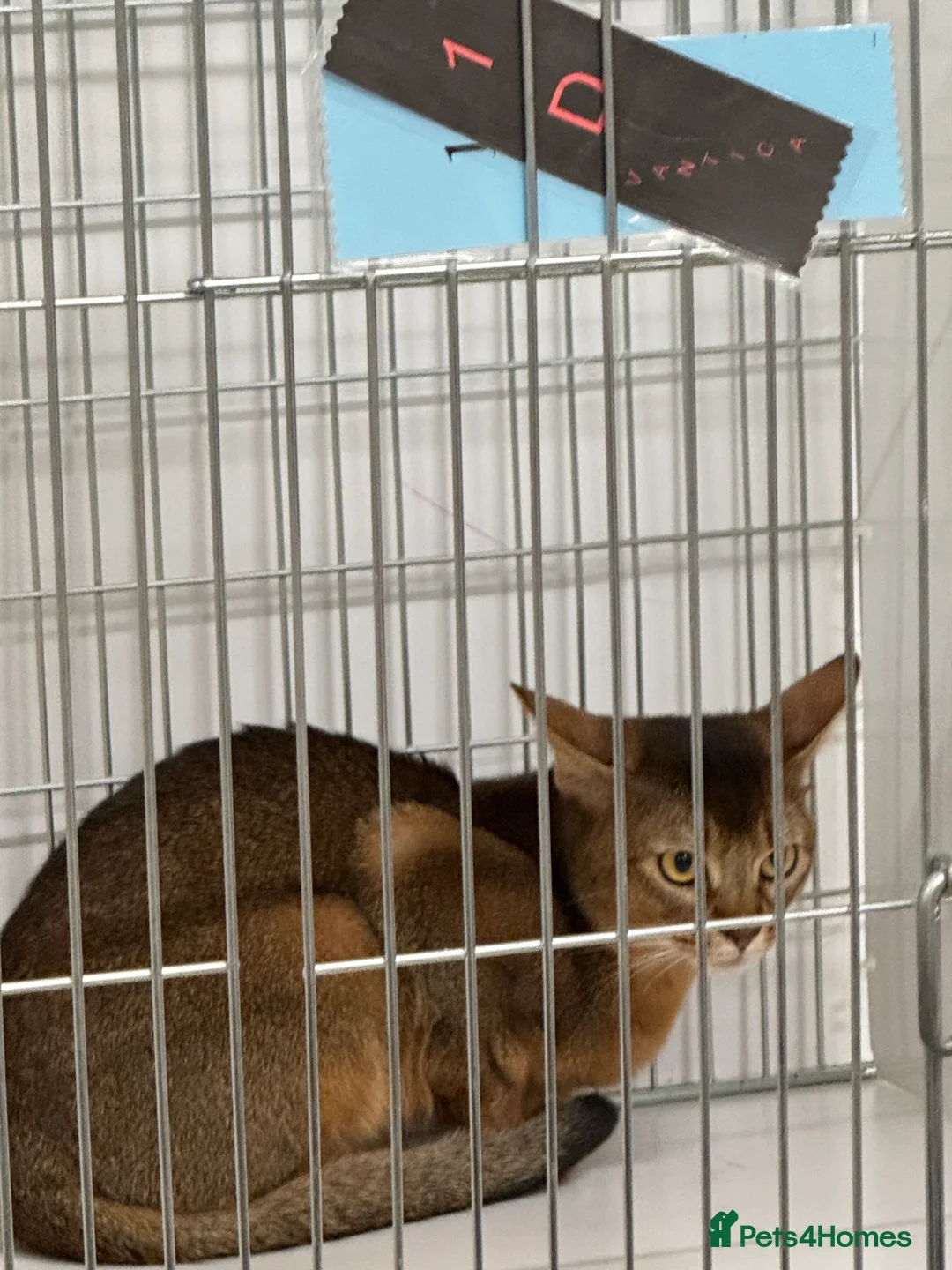 Abyssinian cats for stud: Stud Abyssinian TICA Registered in Corby - Advert 11