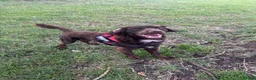 Cockapoo dogs for sale: Dougie the cocker spaniel - Advert 3