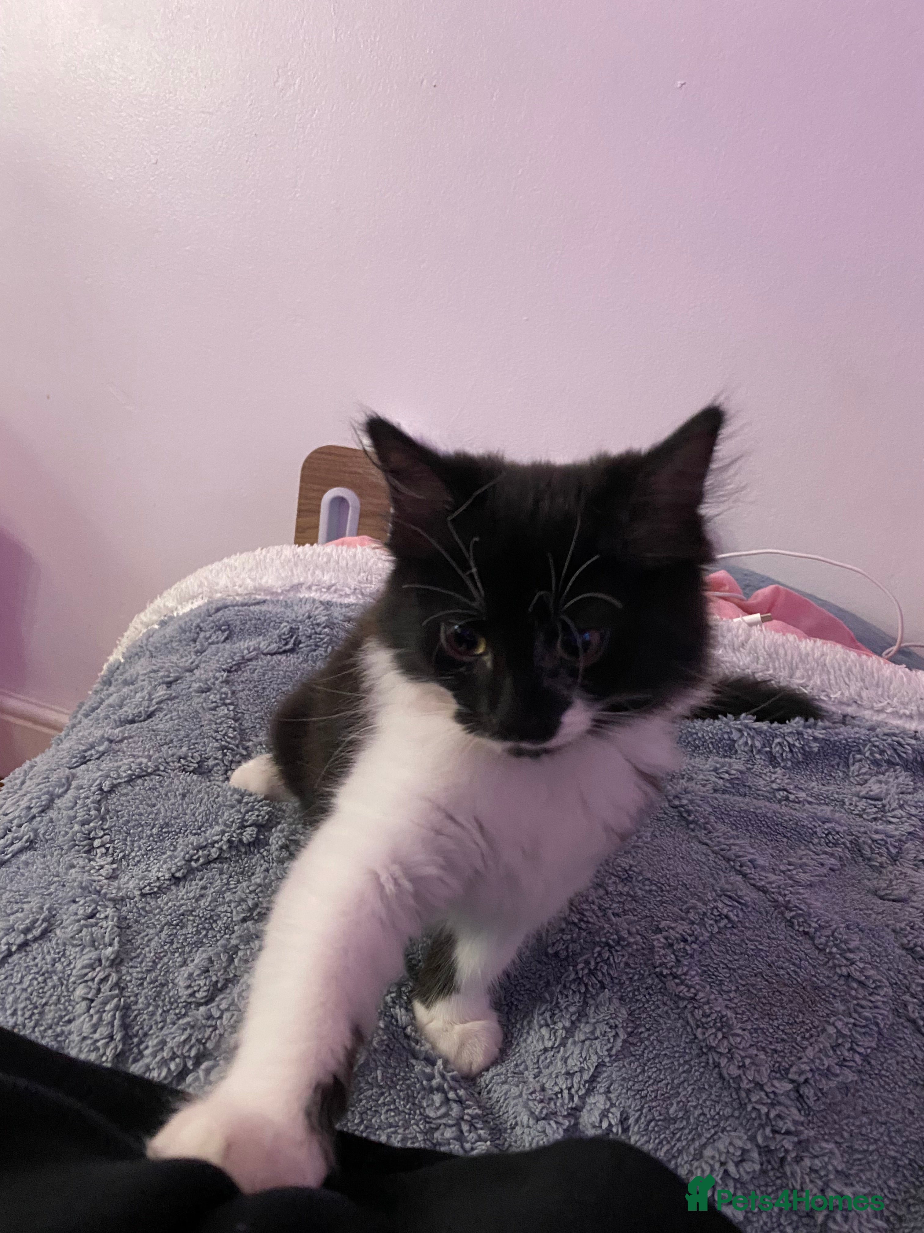Mixed Breed cats for sale: Tuxedo kittens looking for their forever homes  - Advert 11