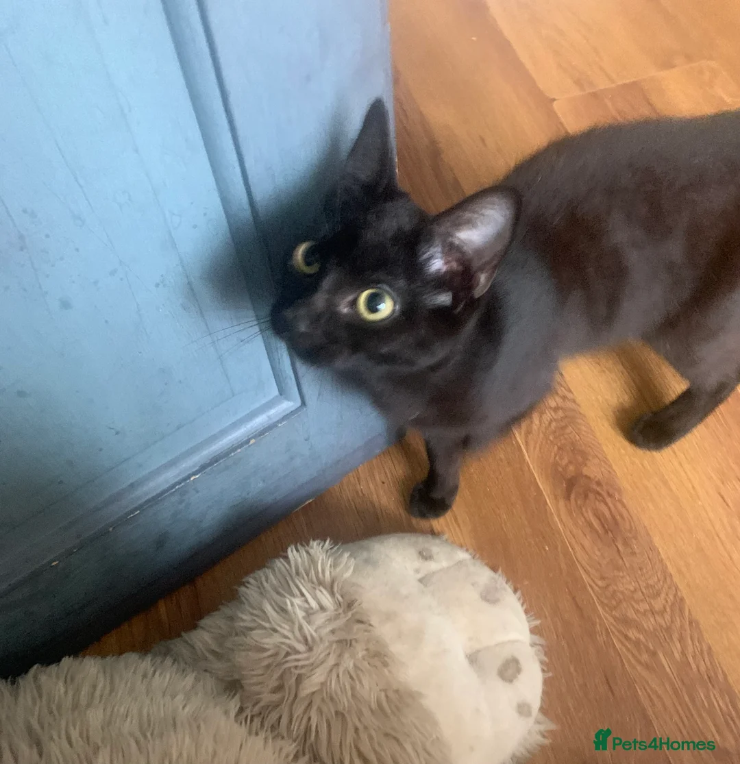 Mixed Breed cats for sale: Youngsters looking for home - Advert 14