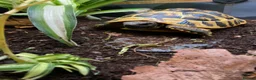 Tortoise reptiles for sale: Hermanns Tortoise - Testudo Hermanni - Advert 5