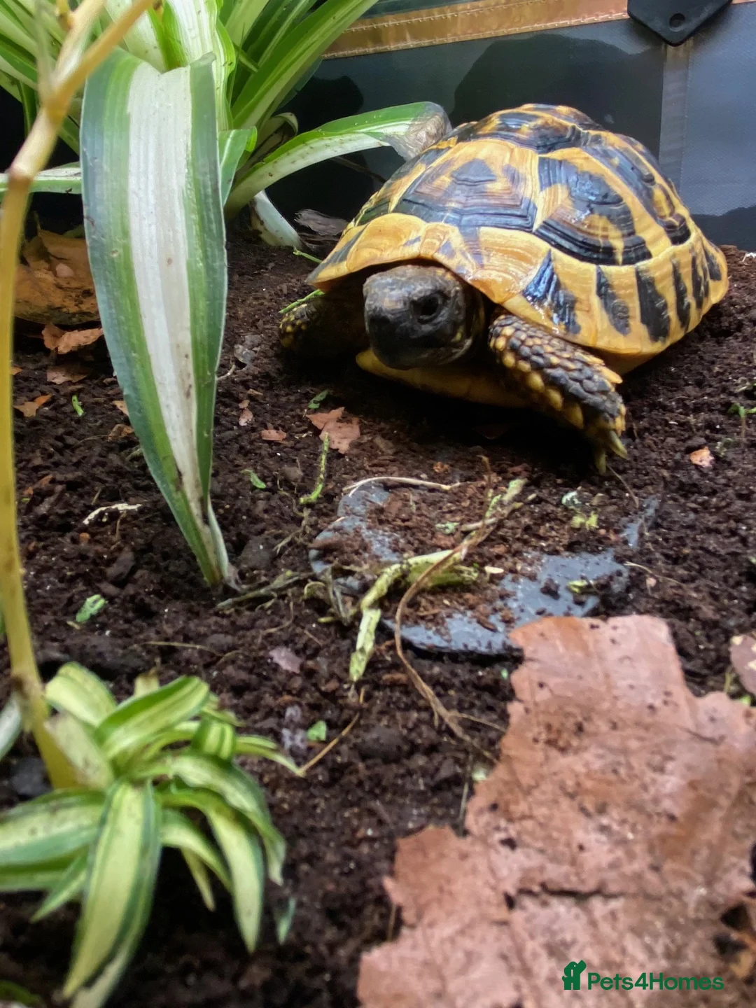Tortoise reptiles for sale: Hermanns Tortoise - Testudo Hermanni - Advert 5