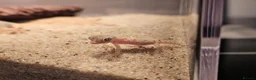 Gecko reptiles for sale: Mourning geckos and desert dune geckos  - Advert 7