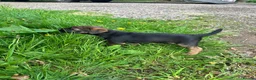 Border Terrier dogs for sale: Border terrier puppies - Advert 9