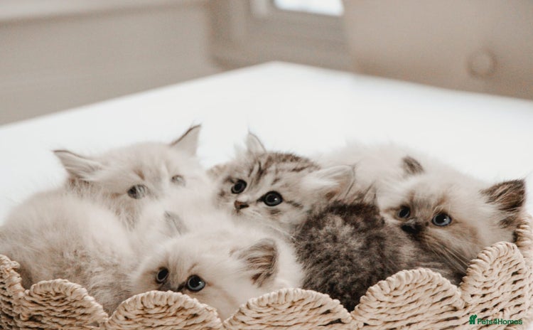 Siberian cats - Advert 1