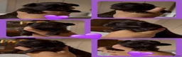 Shih Tzu dogs for sale: KC true chocolate imperial Shihtzu puppies  - Advert 6