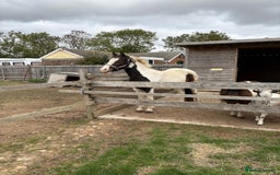 Welsh Section B horses for sale: Pony for Sale  - Image 3