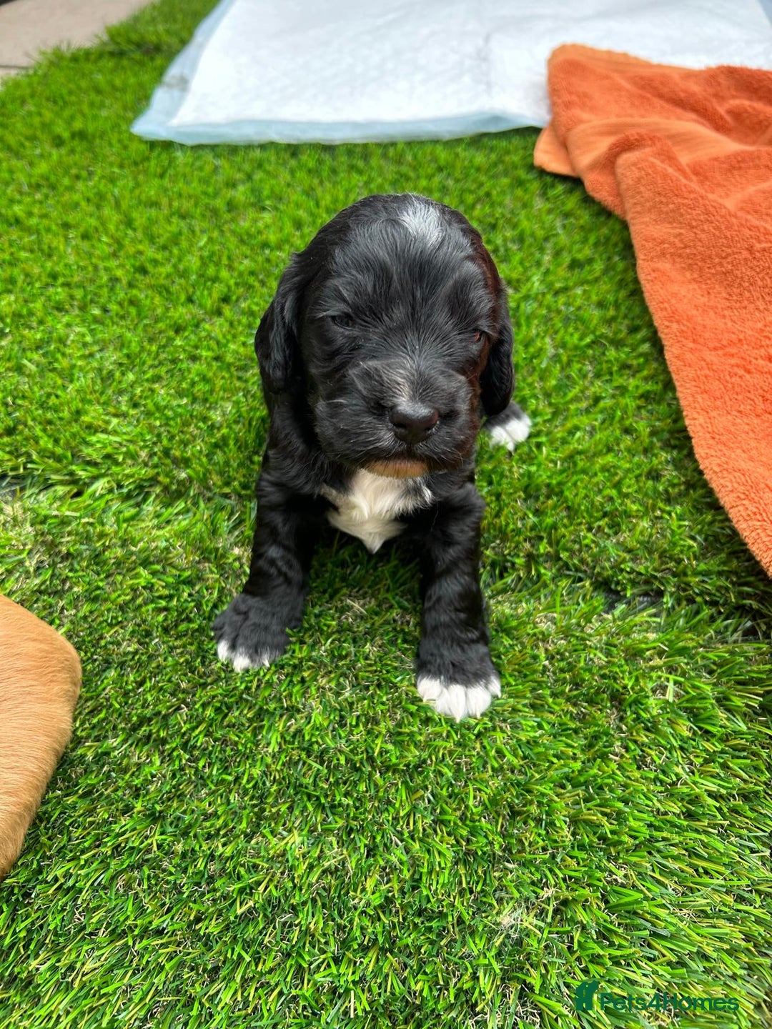 Cocker Spaniel dogs for sale: Working Cocker Spaniel Puppies  - Advert 8
