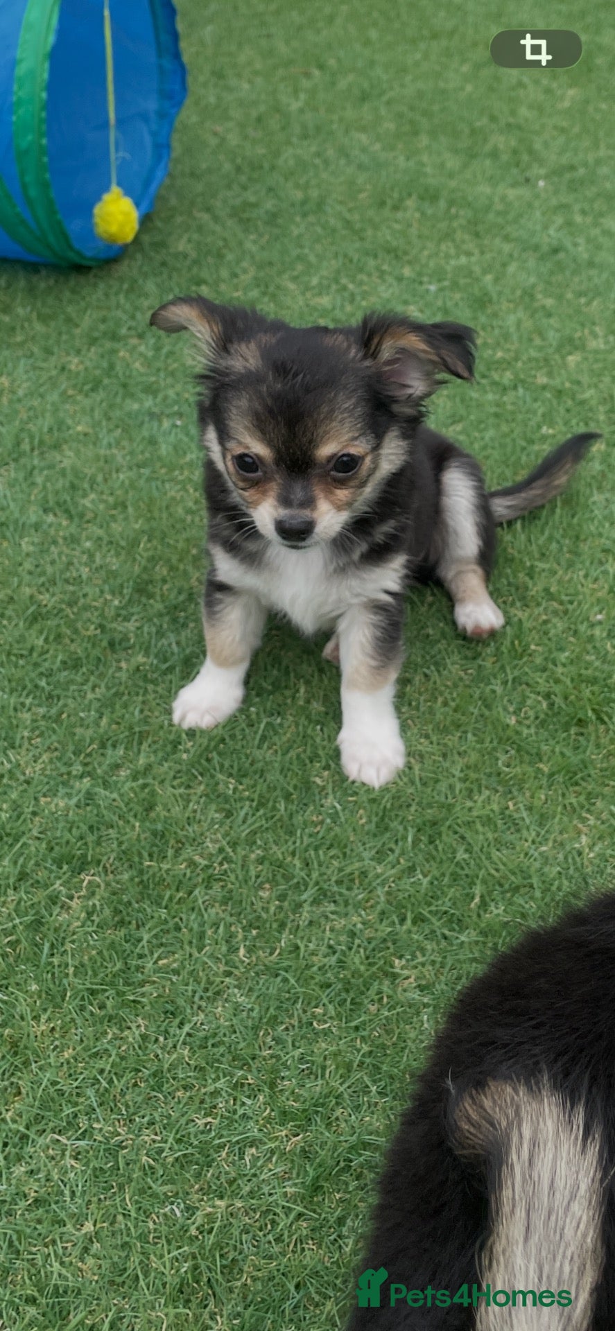 Chihuahua dogs Full Chihuahuas Fabulous  - Advert 2