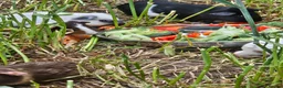 Guinea Pig rodents for sale: 8 male guinea pigs  - Advert 2
