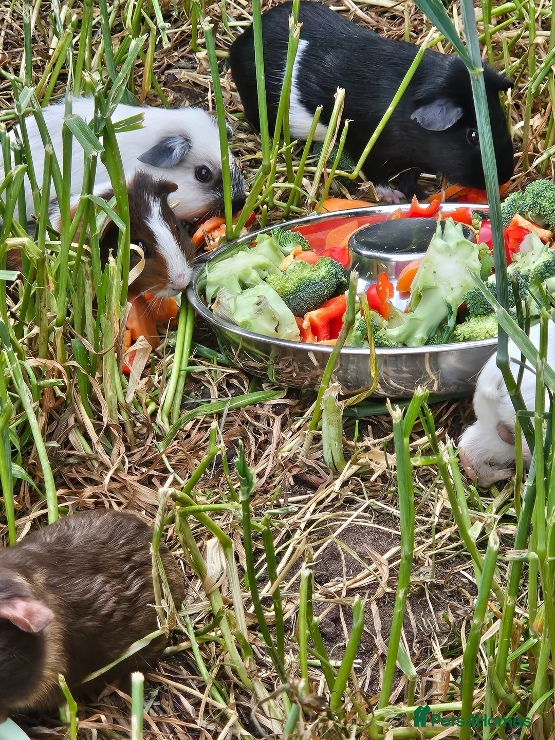 Guinea Pig rodents for sale: 8 male guinea pigs  - Advert 2