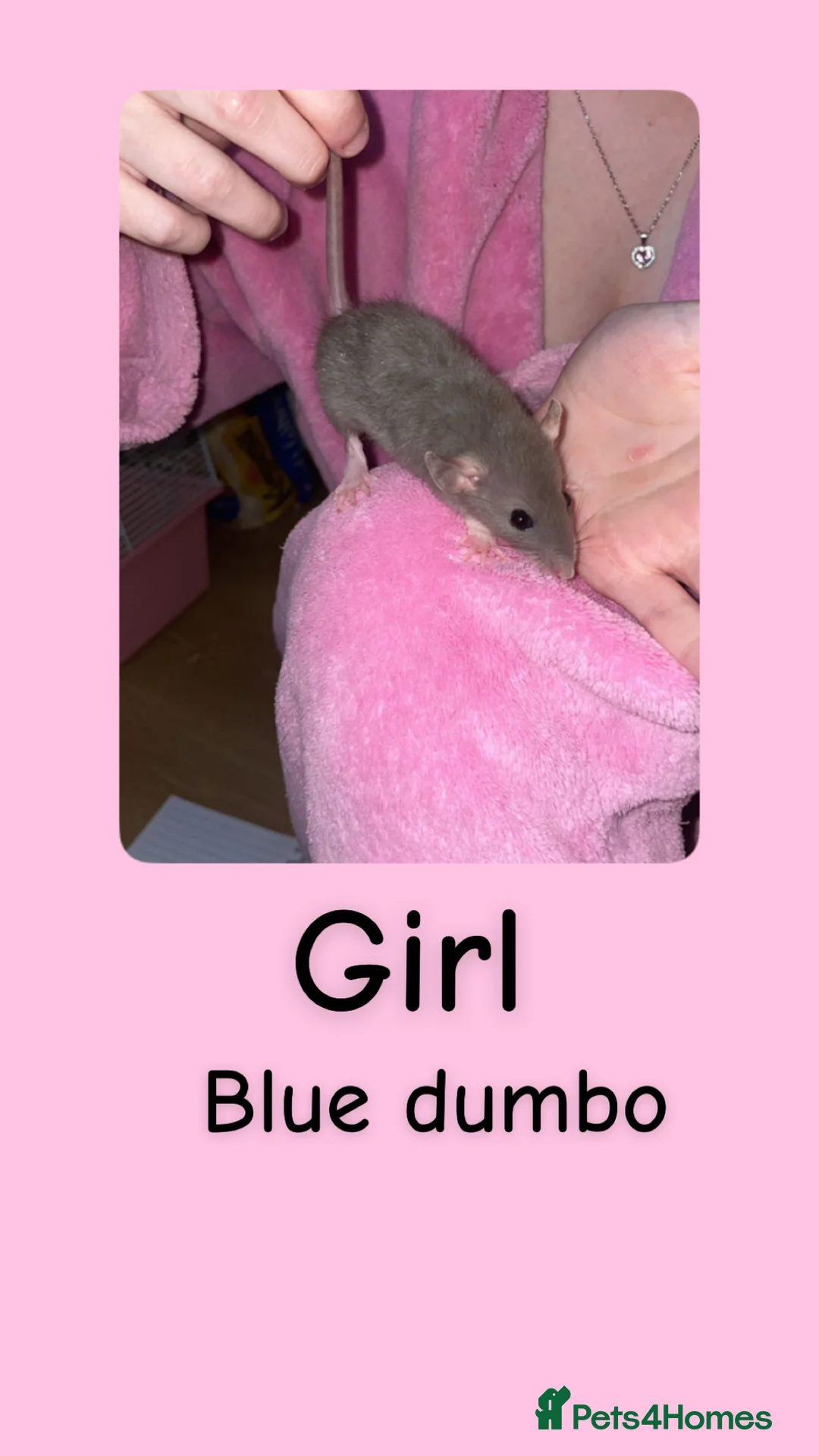 Rat rodents for sale: Beautiful baby rats looking for forever homes! - Advert 2