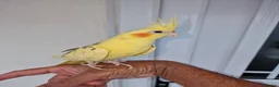 Cockatiels birds for sale: Super silly hand tamed baby budgies  - Advert 19