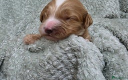 Cockapoo dogs for sale: Gorgous Cockerpoo Puppies - Image 6