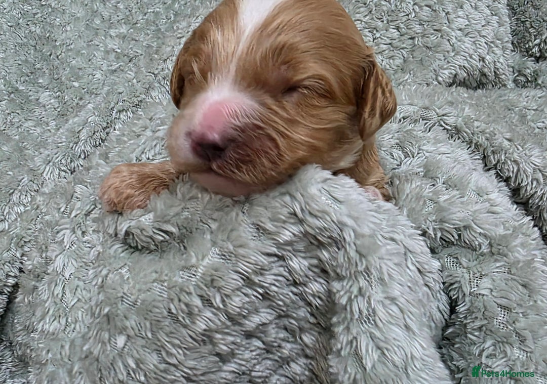 Cockapoo dogs for sale: Gorgous Cockerpoo Puppies - Image 6