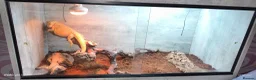 Bearded Dragon reptiles for sale: 3 year old bearded dragon for sale with vivarium  in Birmingham - Advert 1