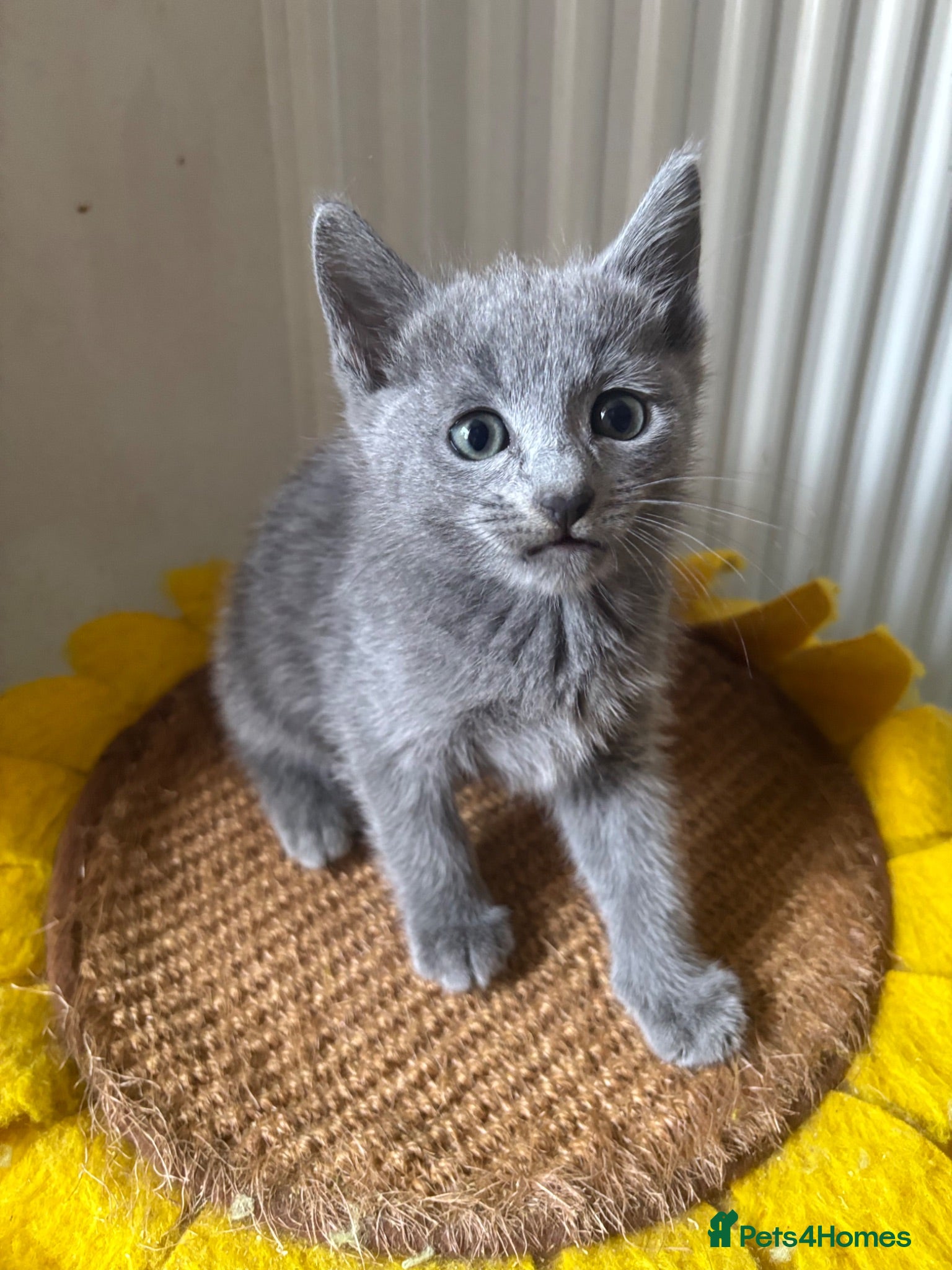 Russian Blue cats PURE PEDIGREE RUSSIAN BLUE KITTENS READY TO LEAVE  - Advert 1