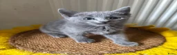 Russian Blue cats for sale: PURE PEDIGREE RUSSIAN BLUE KITTENS INSTAGRAM STARS - Advert 12