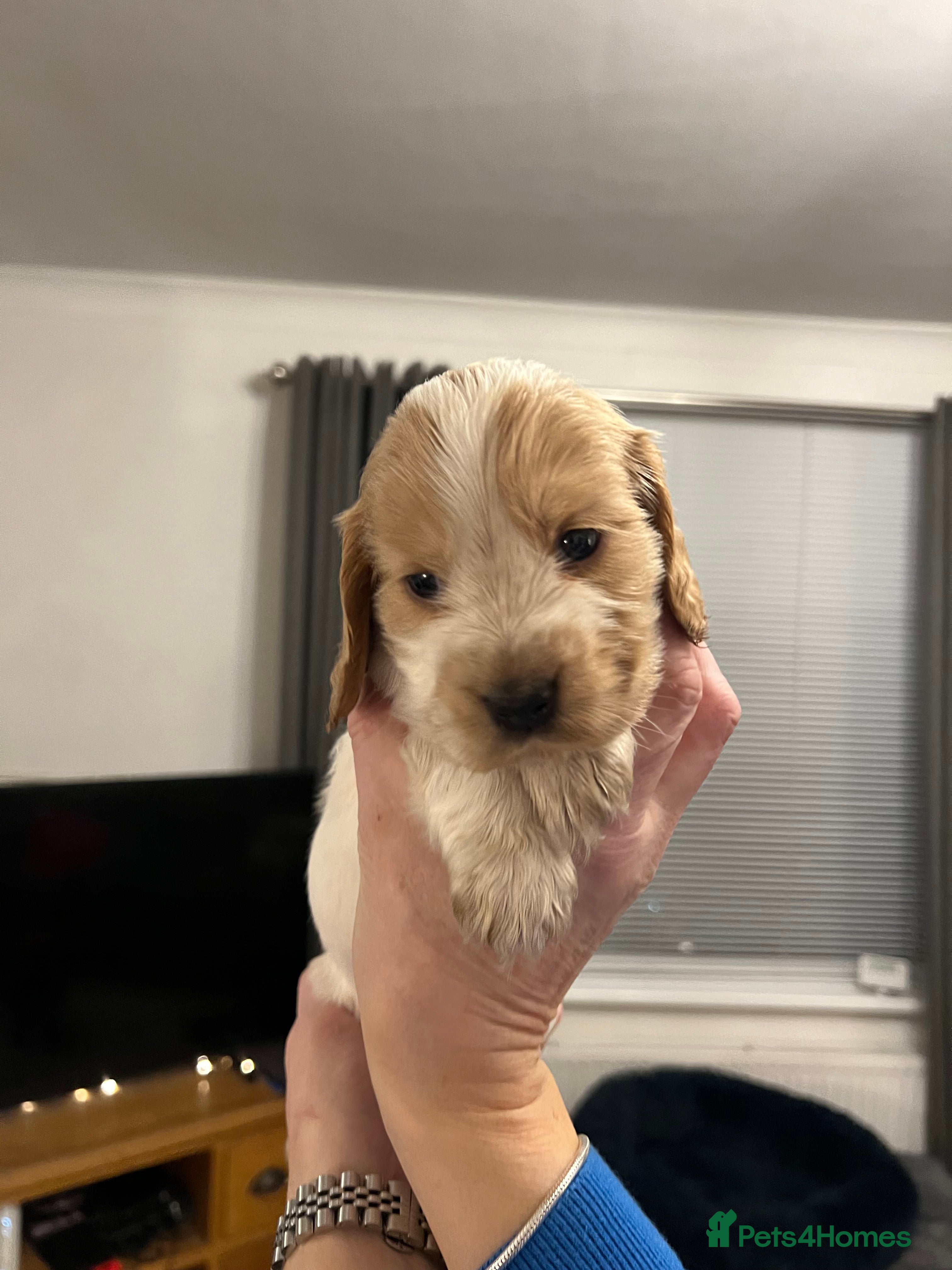 Cocker Spaniel dogs Show Cocker Spaniel - 1GIRL LEFT - Advert 12