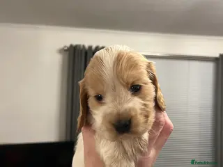 Cocker Spaniel dogs Show Cocker Spaniel - 1GIRL LEFT - Advert 12