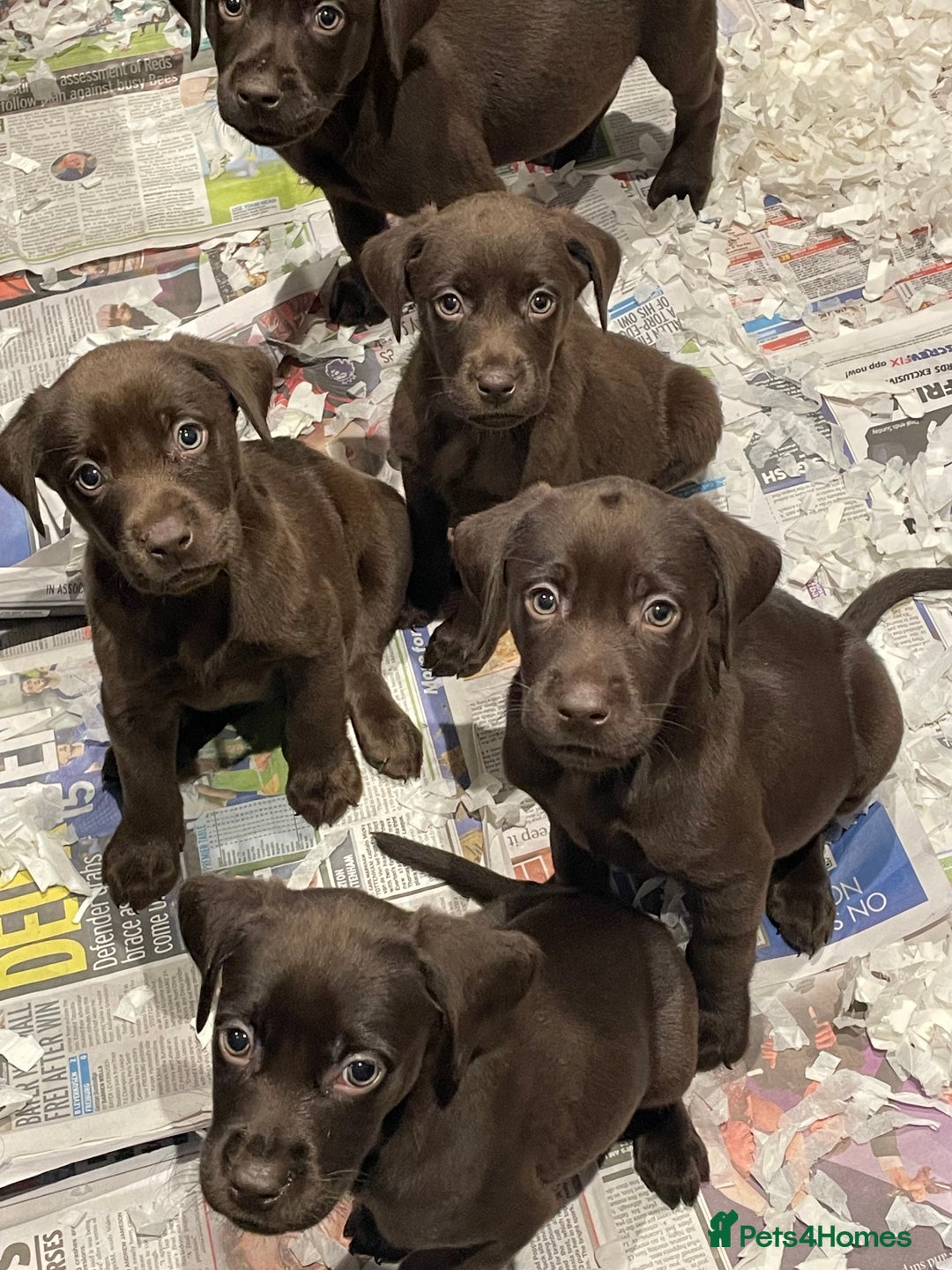 Labrador Retriever dogs for sale: 5 ⭐️  **  CHOCOLATE KC REG VET CHECKED, 1ST VAC - Advert 5