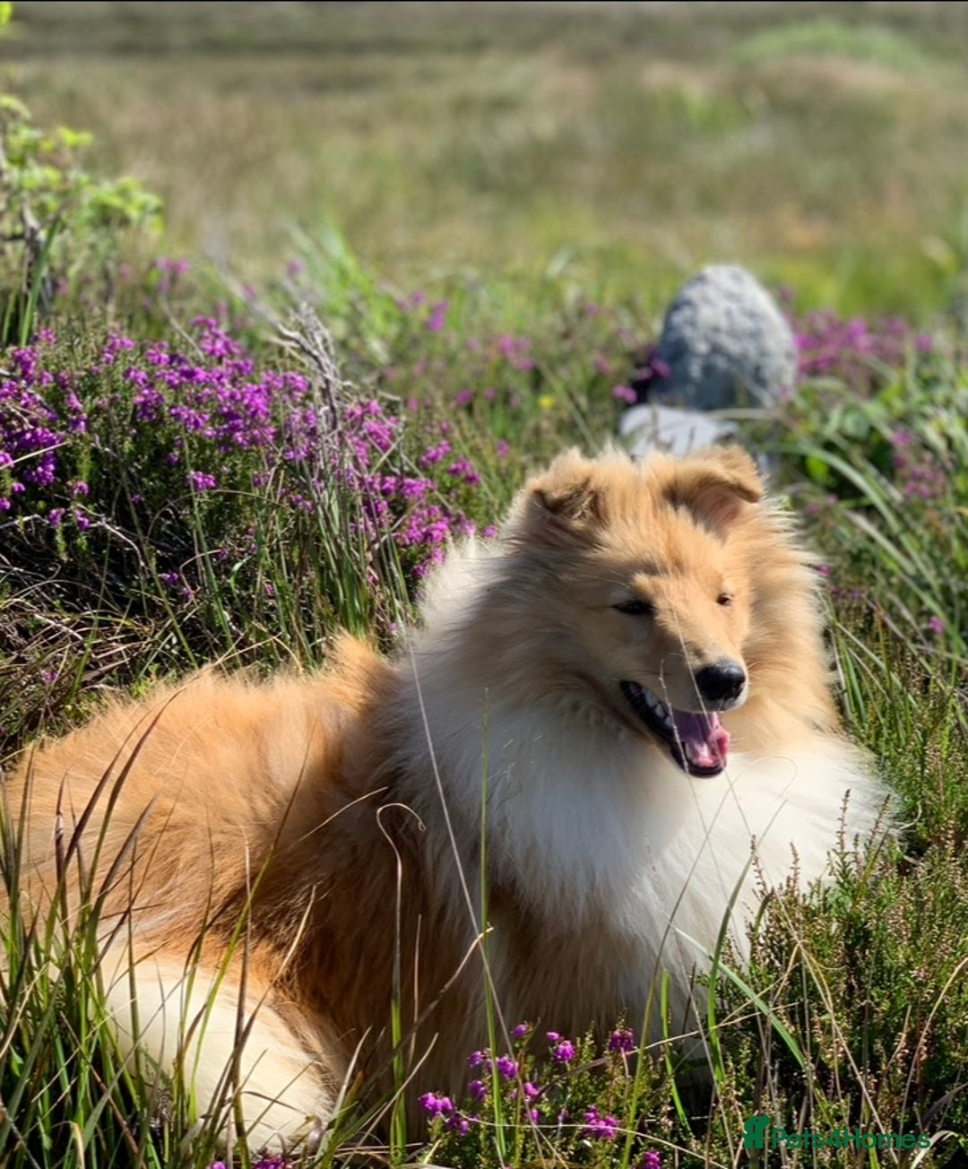 Shetland Sheepdog dogs for sale: Sheltie Puppies - Advert 1