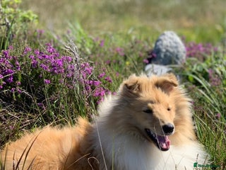 Shetland Sheepdog dogs Sheltie Puppies - Advert 4