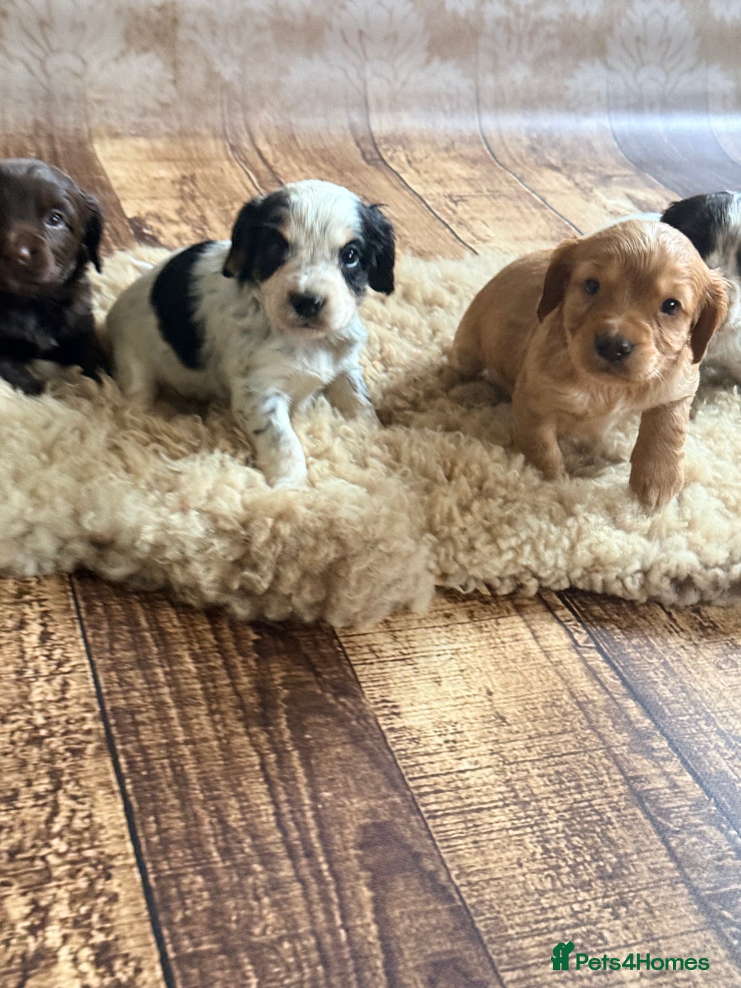 Cocker Spaniel dogs for sale: Stunning litter of cocker spaniel pups  - Advert 2