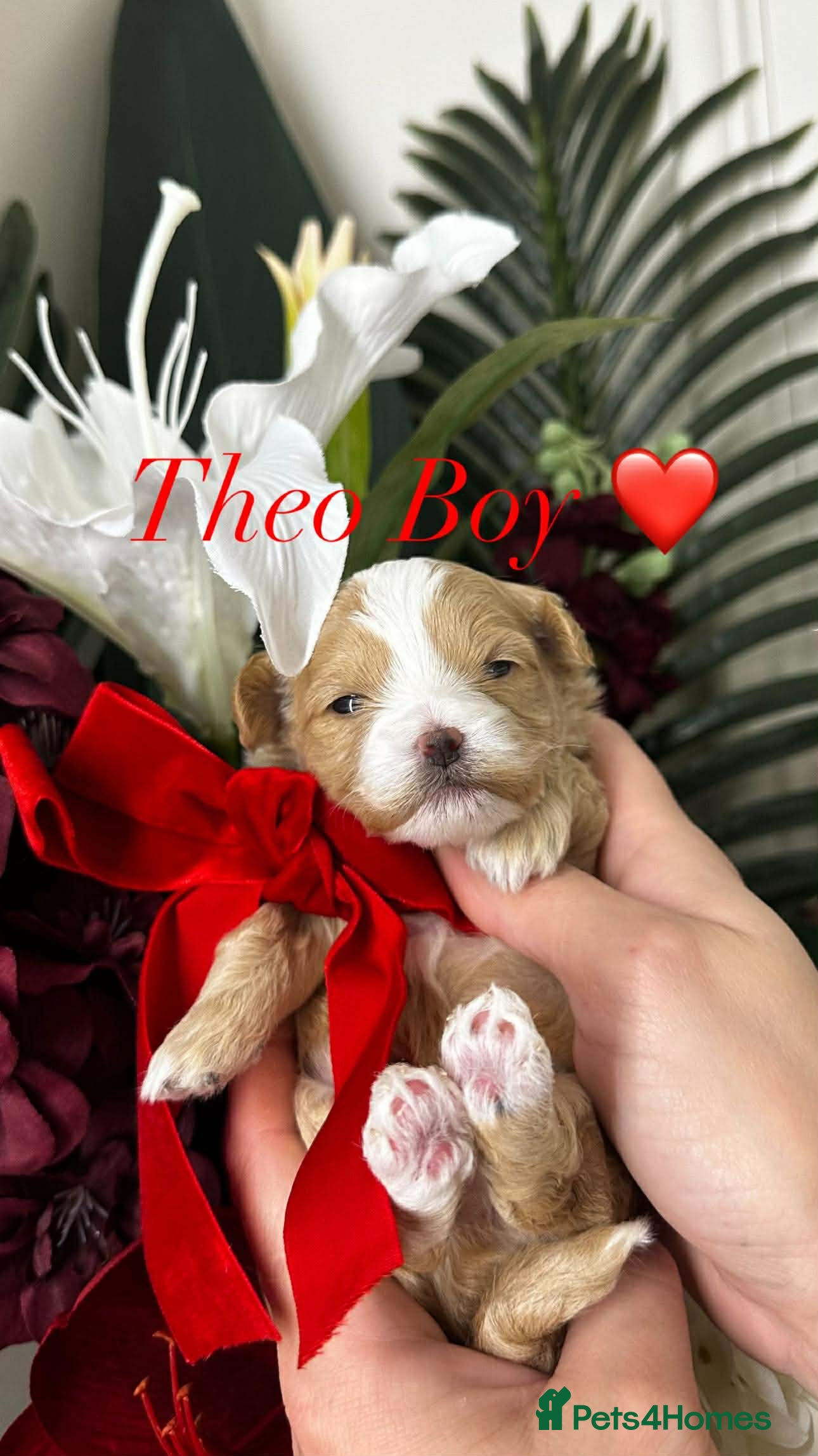 Maltipoo dogs 💫TOP QUALITY LUXURY F1 MALTIPOO PUPPIES🩷🩵🩷 - Advert 6