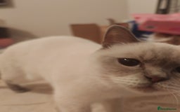 British Shorthair cats for sale: Pegidree adult loving British Shorthair for sake - Image 8