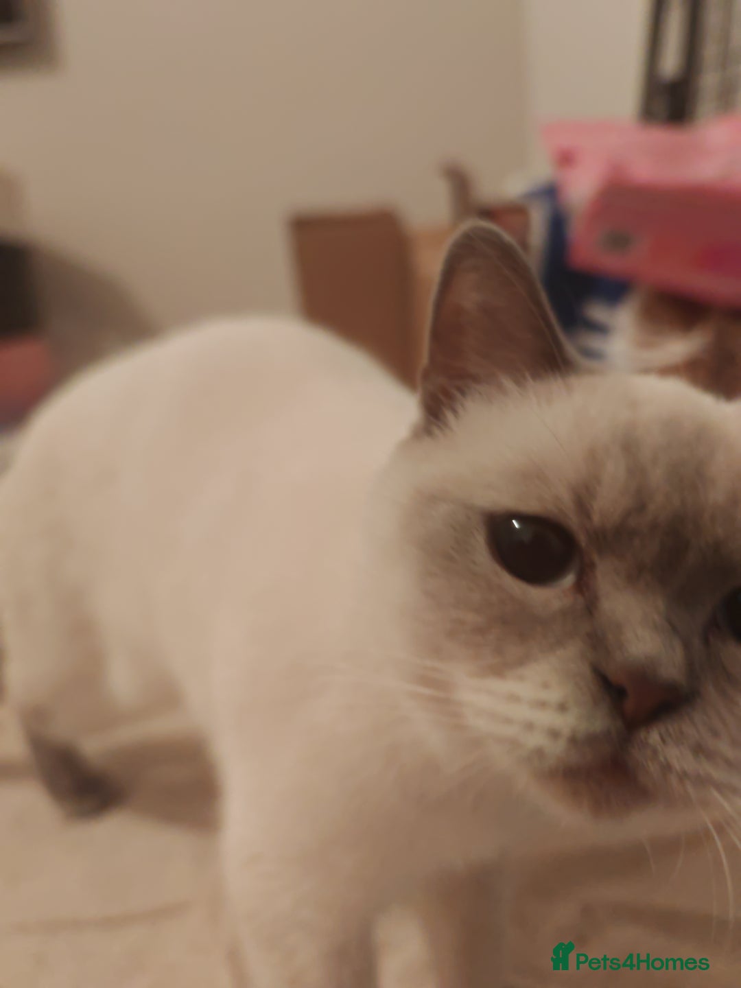 British Shorthair cats for sale: Pegidree adult loving British Shorthair for sake - Image 8