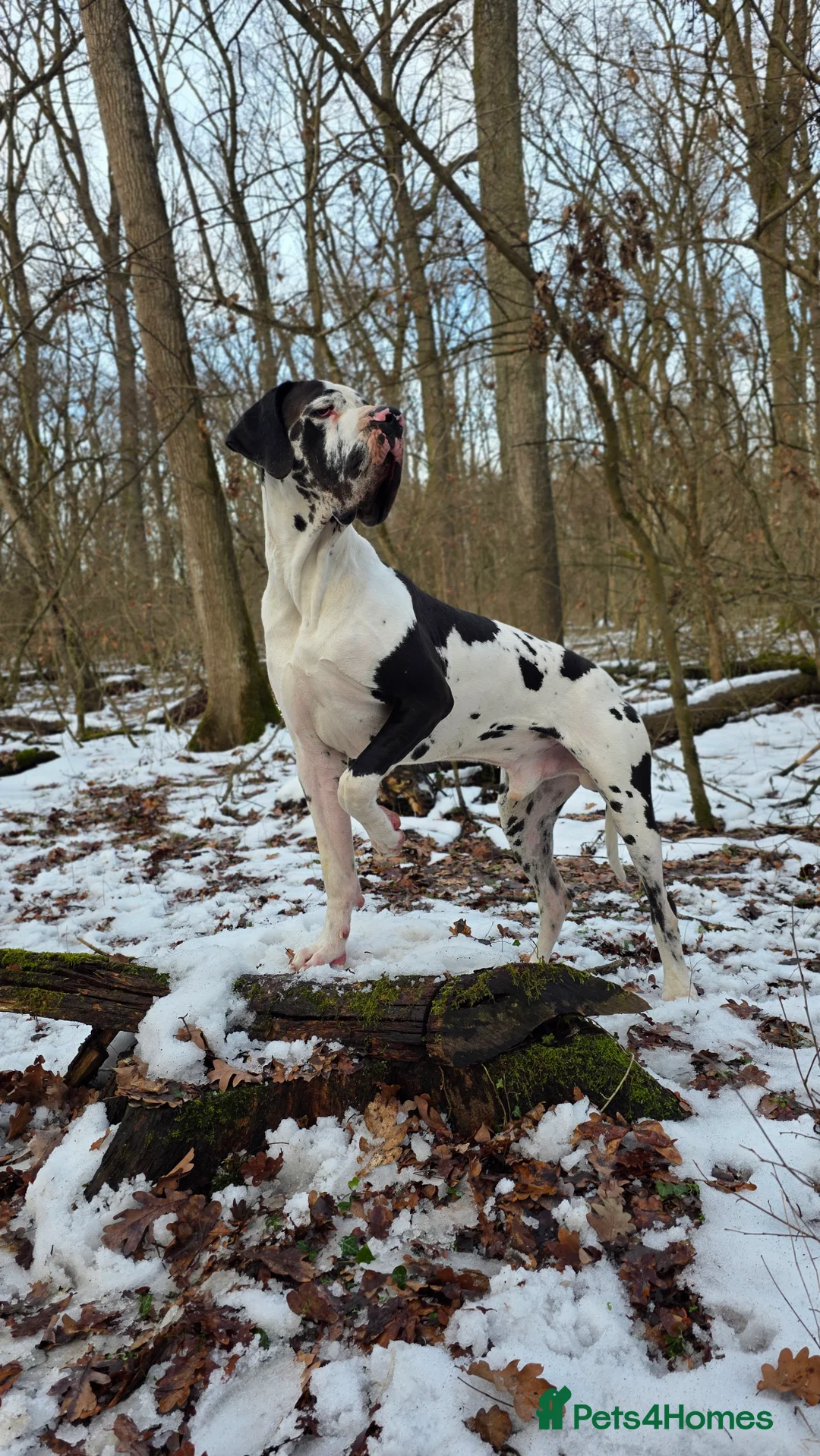 Great Dane dogs for stud: European Stud ! - Advert 5