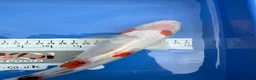 Koi Carp fish for sale: Large Koi Carp 10-12 & 12-14 Inch Stunning Koi - Advert 3