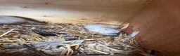 Ferret rodents for sale: Beautiful litter of ferret kits  - Advert 5
