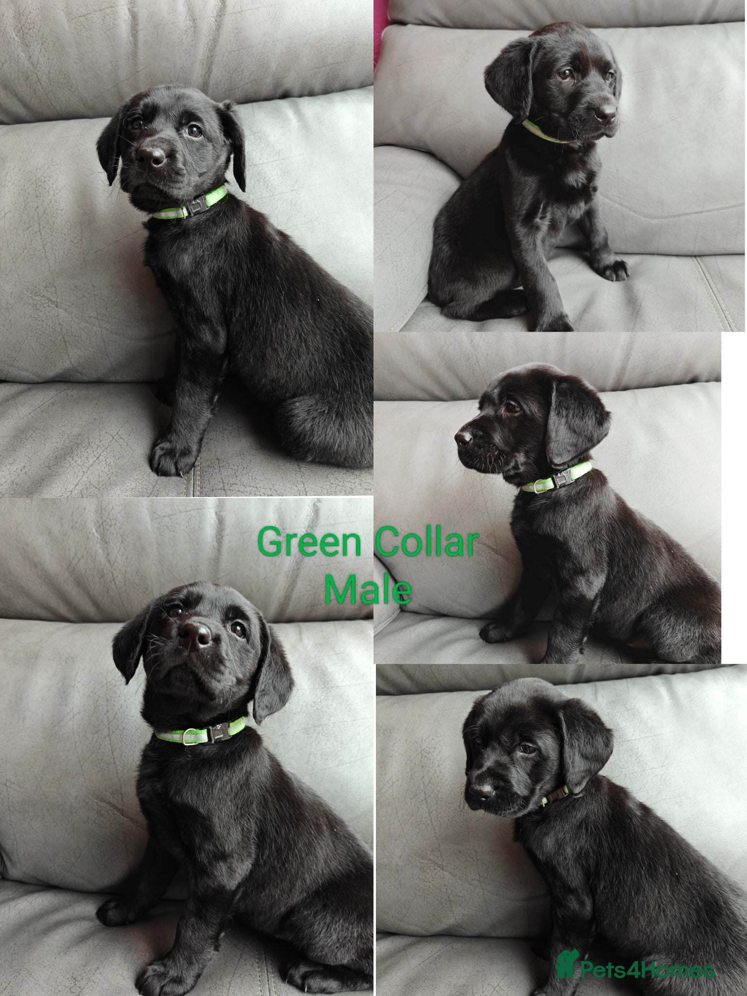 Labrador Retriever dogs Gorgeous Lab Pups From Health Tested Parents  - Advert 1