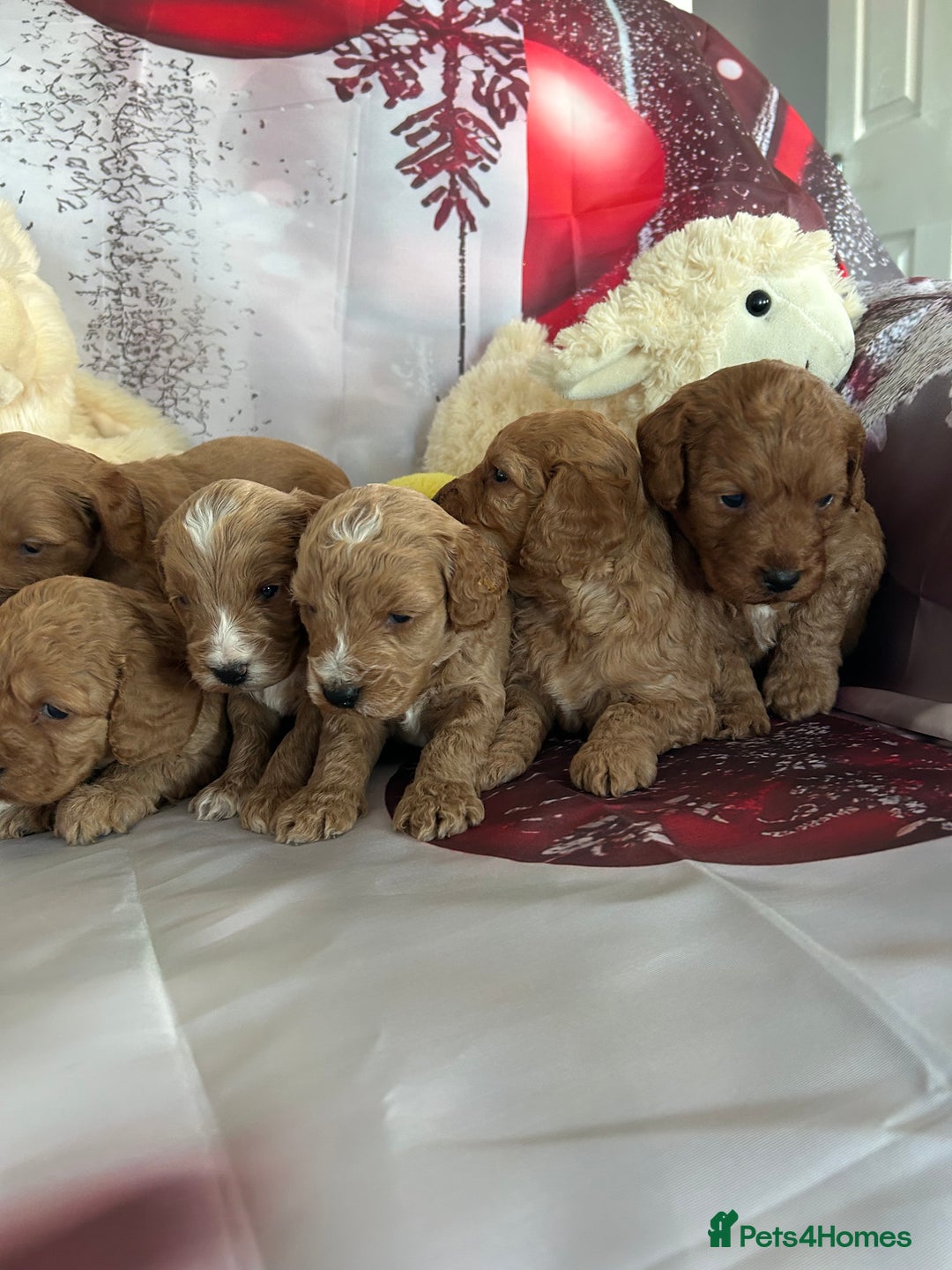 Cockapoo dogs for sale: Beautiful fox red and gold cockapoo puppies - Advert 2