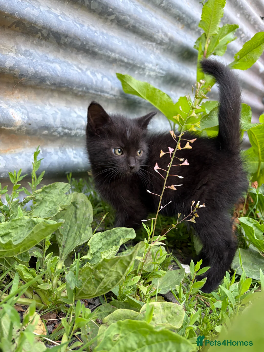 Domestic Shorthair cats for sale: 4 kittens ready to go now  - Advert 15