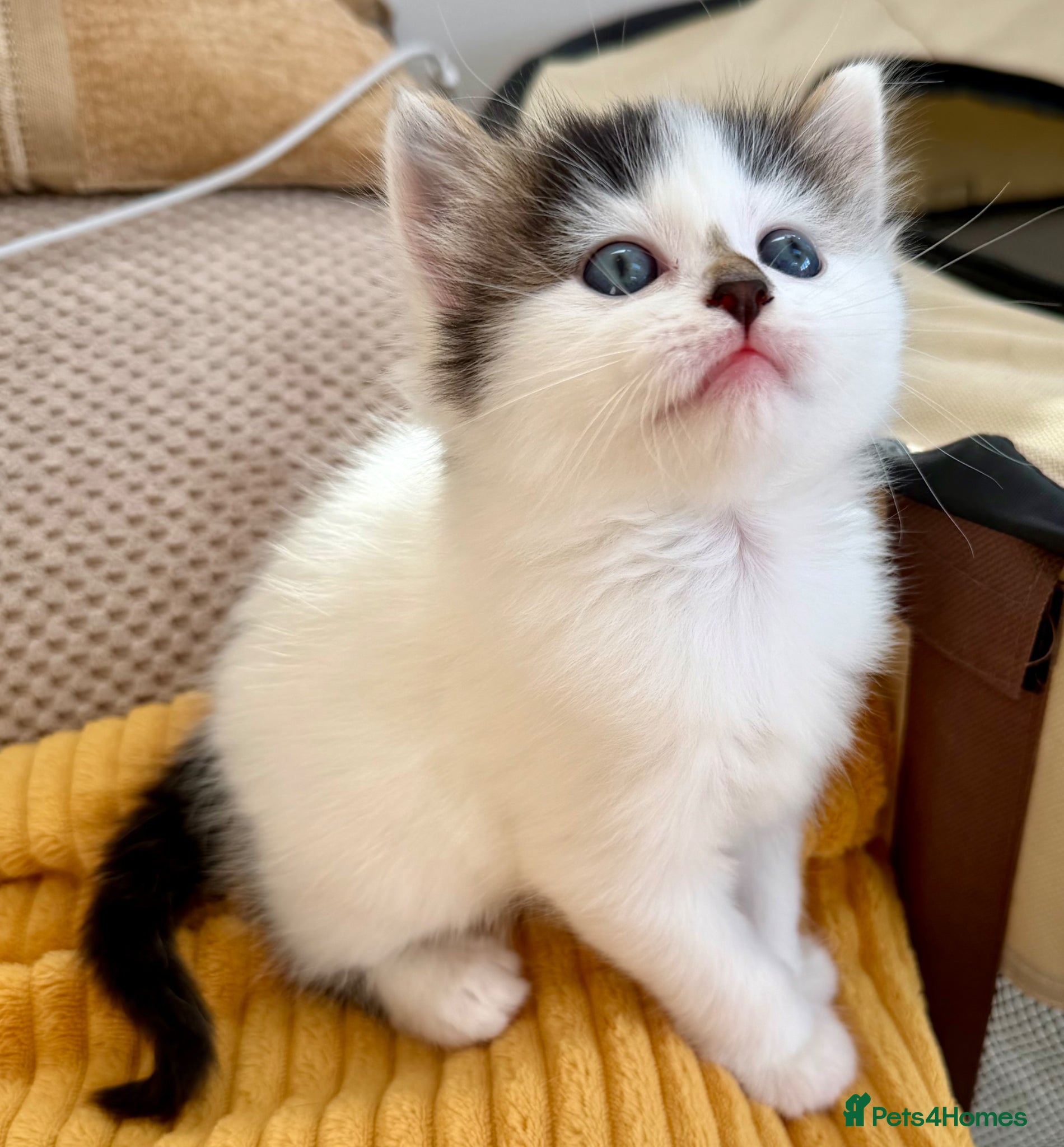 Mixed Breed cats for sale: Gorgeous, lovely Tabby kittens looking for home💕 - Advert 4