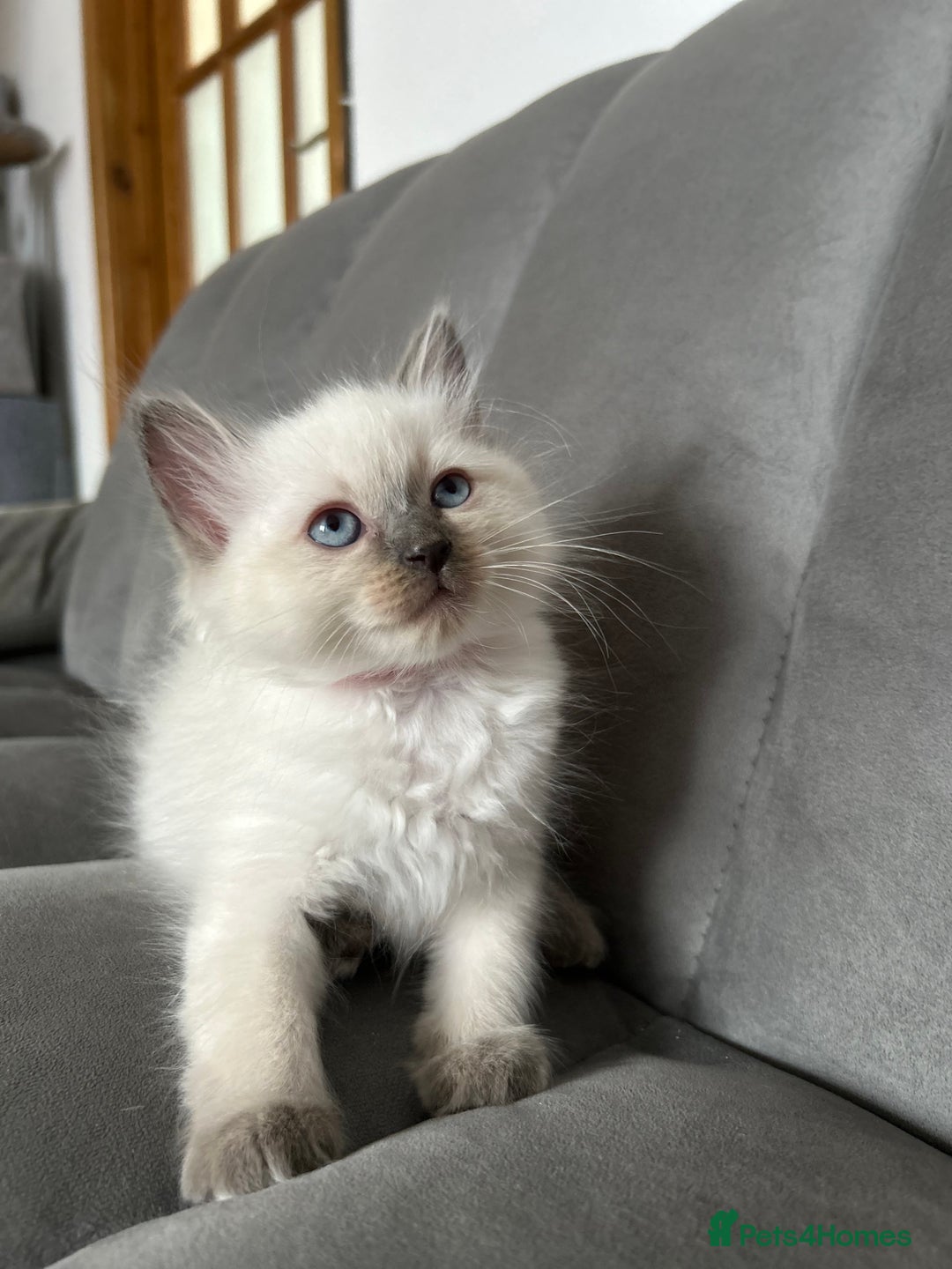 Ragdoll cats for sale: 😻 5 Beautiful Purebred Ragdoll Kittens 😻 - Image 11
