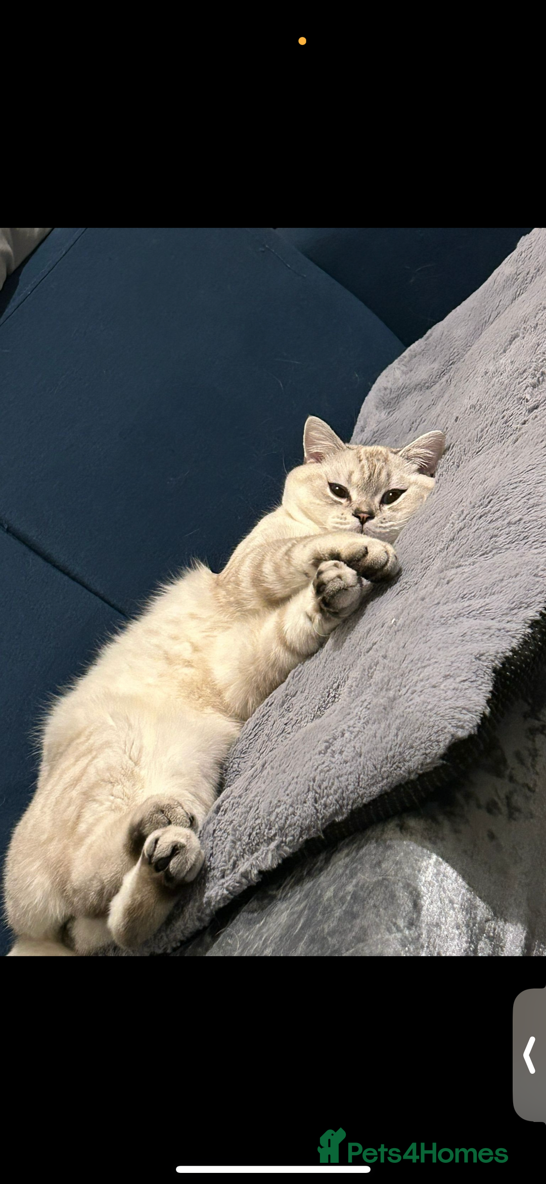 Mixed Breed cats for sale: Beautiful Blue Eyed Boy Looking For His New Home🩵 - Image 2