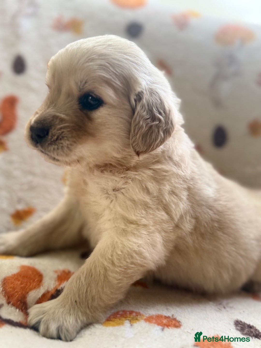 Golden Retriever dogs for sale: 🐾 Adorable 5-Week-Old Golden Retriever Puppies 🐾 - Image 7